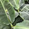 Bananier nain Dwarf Cavendish Pot 4.5L