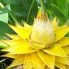 Bananier nain Lotus d'or Pot 6L