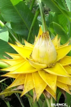 Bananier nain Lotus d'or Pot 6L