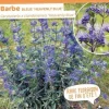 Barbe bleue "Heavenly Blue" Pot 4L SILENCE ÇA POUSSE