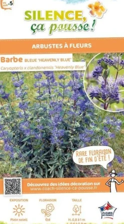 Barbe bleue "Heavenly Blue" Pot 4L SILENCE ÇA POUSSE