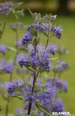 Barbe bleue "Heavenly Blue" Pot 4L SILENCE ÇA POUSSE
