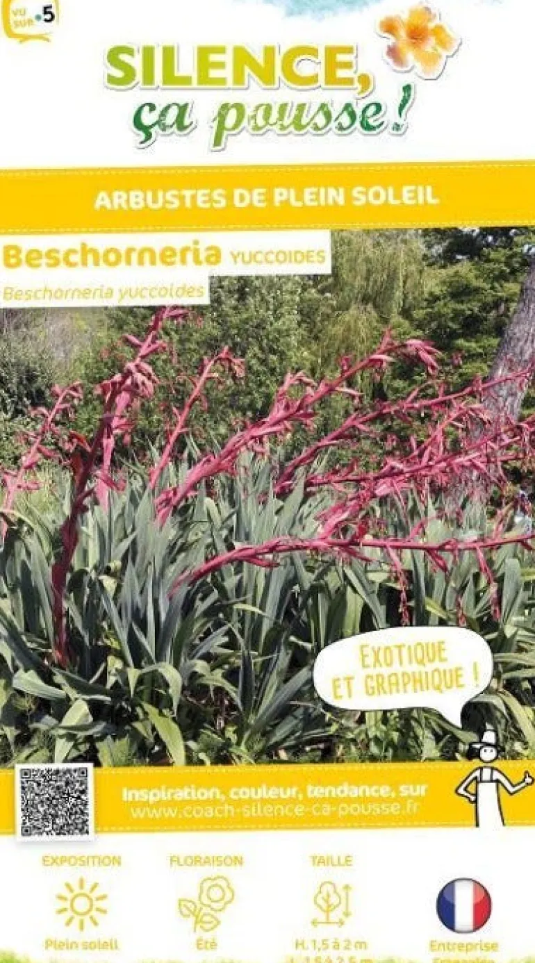 Beschorneria Yuccoides Pot 4.5L SILENCE ÇA POUSSE