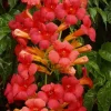 Bignone de Madame Galen Pot 10L