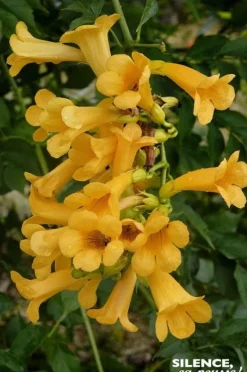 Bignone "Golden Trumpet" Pot 10L SILENCE ÇA POUSSE