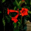 Bignone à grandes fleurs "Atropurpurea" Pot 3L