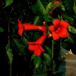 Bignone à grandes fleurs "Atropurpurea" Pot 3L