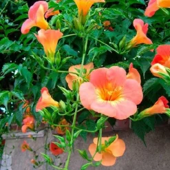 Bignone à grandes fleurs "Grandiflora" Pot 3L