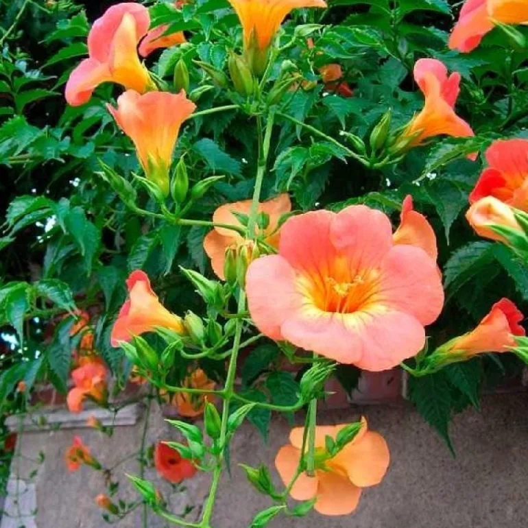 Bignone à grandes fleurs "Grandiflora" Pot 3L