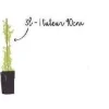 Bignone à grandes fleurs "Mme Galen" Pot 3L