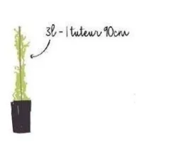 Bignone à grandes fleurs "Mme Galen" Pot 3L