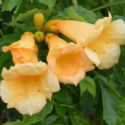 Bignone "Yellow Trumpet" Pot 3L