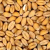 Blé tendre 10 kg PRODUIT DANS MA CAMPAGNE