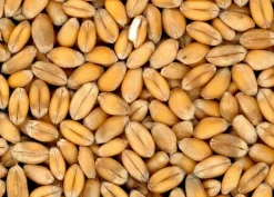 Blé tendre 10 kg PRODUIT DANS MA CAMPAGNE