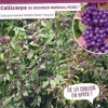 Callicarpa de Bodinier "Imperial Pearl" Pot 4L