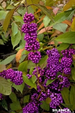 Callicarpa de Bodinier "Imperial Pearl" Pot 4L