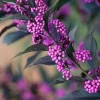 Callicarpa PEARL GLAM Pot 4.5L