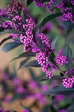 Callicarpa PEARL GLAM Pot 4.5L