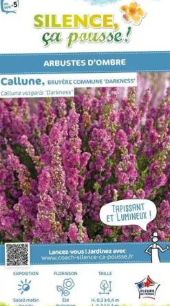 Callune Darkness, Bruyère commune Pot 2L SILENCE ÇA POUSSE