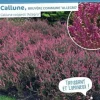 Callune Allegro, Bruyère commune Pot 2L SILENCE ÇA POUSSE