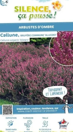 Callune Allegro, Bruyère commune Pot 2L SILENCE ÇA POUSSE
