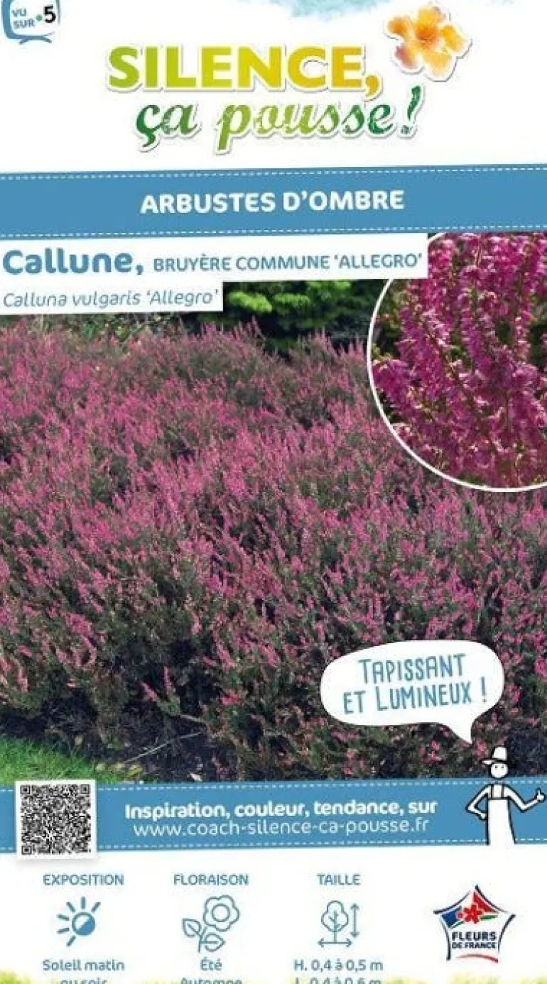 Callune Allegro, Bruyère commune Pot 2L SILENCE ÇA POUSSE