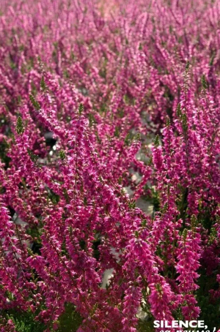 Callune Allegro, Bruyère commune Pot 2L SILENCE ÇA POUSSE