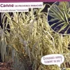 Canne de Provence panachée Pot 4.5L SILENCE ÇA POUSSE