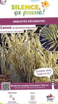 Canne de Provence panachée Pot 4.5L SILENCE ÇA POUSSE