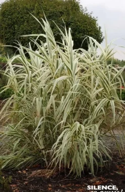Canne de Provence panachée Pot 4.5L SILENCE ÇA POUSSE