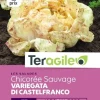 Chicorée Sauvage Variegata Di Castelfranco 5g TERAGILE
