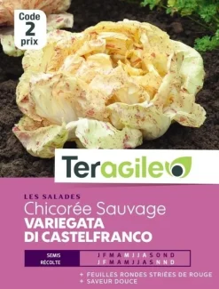 Chicorée Sauvage Variegata Di Castelfranco 5g TERAGILE