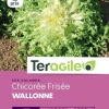Chicorée Frisée Wallonne 3g TERAGILE