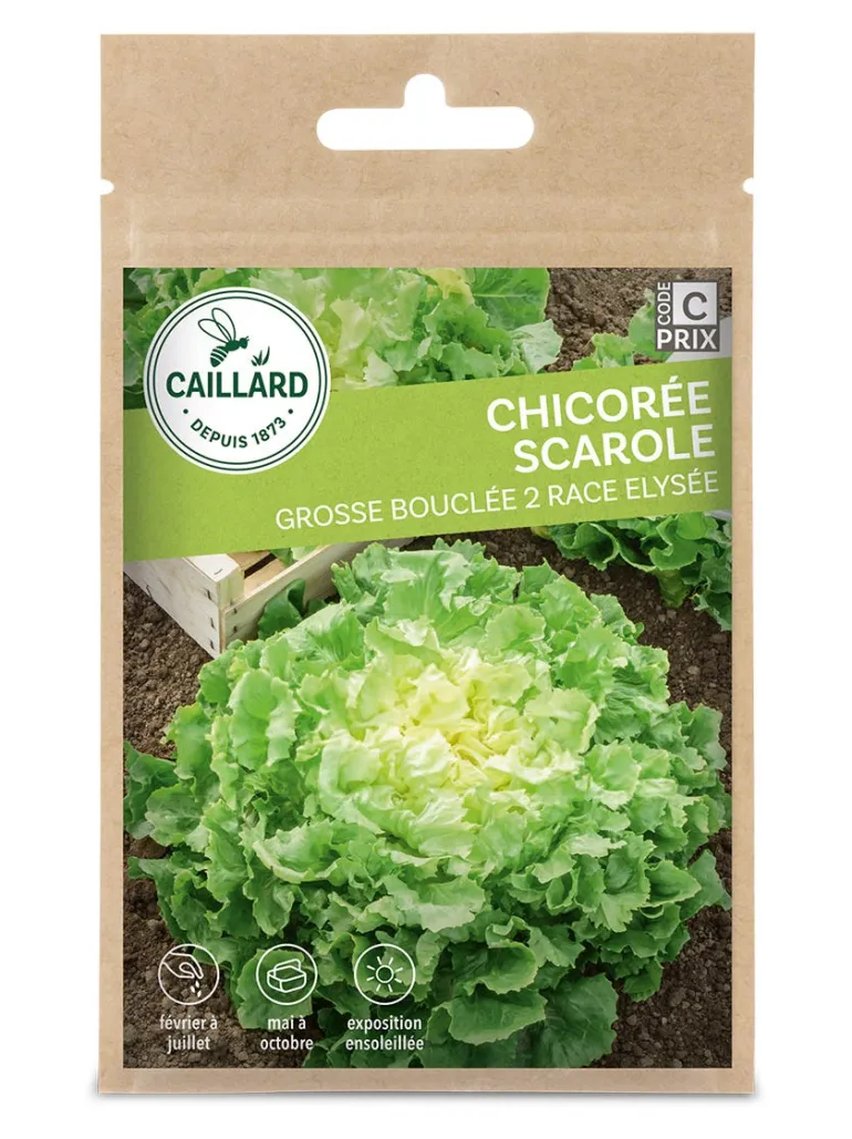 Chicorée Scarole Grosse Bouclée 2 Race Elysee 3g CAILLARD