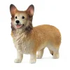 Chien Welsh Corgi