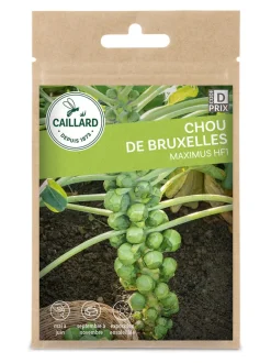 Chou De Bruxelles Maximus Hf1 0,85g CAILLARD