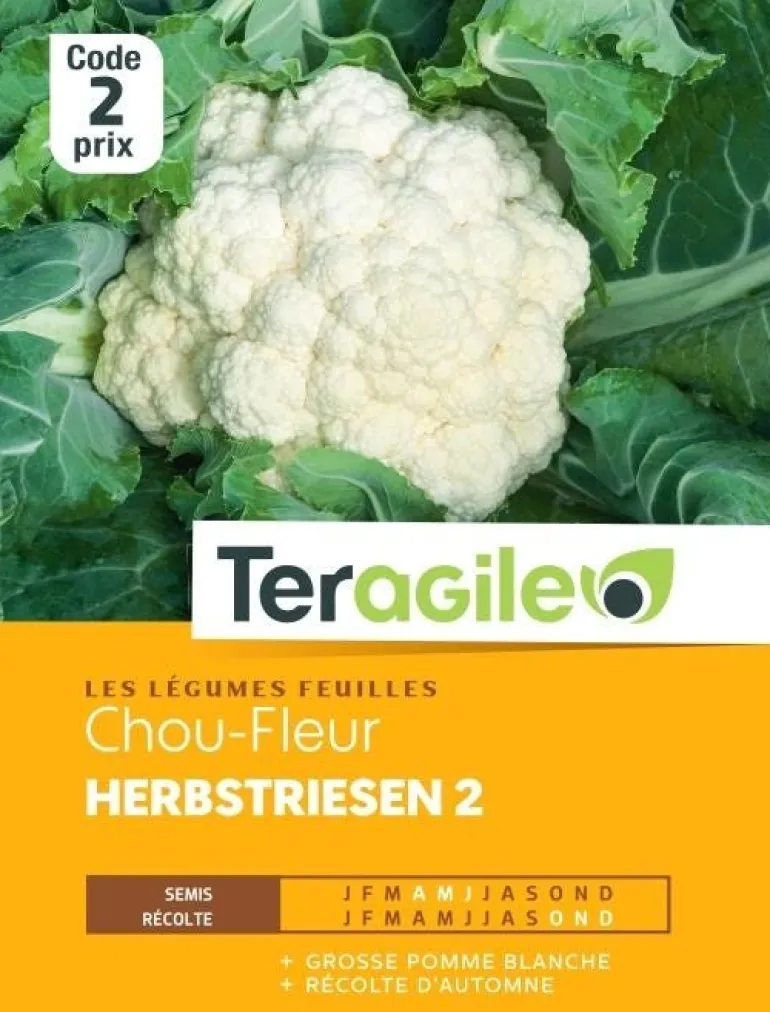 Chou-Fleur Herbstriesen 1g TERAGILE