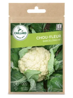 Chou-Fleur Barcelona Hf1 0,8 g CAILLARD