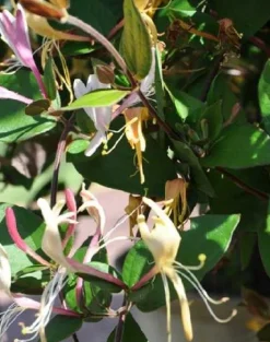 Chèvrefeuille "Chinensis" Pot 3L