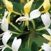 Chèvrefeuille du Japon "Dart's Acumen" Pot 3L