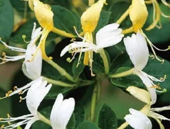 Chèvrefeuille du Japon "Dart's Acumen" Pot 3L