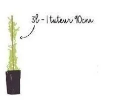 Chèvrefeuille "Henryi" Pot 3L