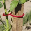 Clips pour plantes TOMATOCLIP (x25)