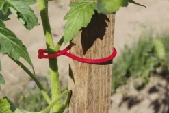 Clips pour plantes TOMATOCLIP (x25)