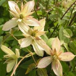 Clématite de printemps