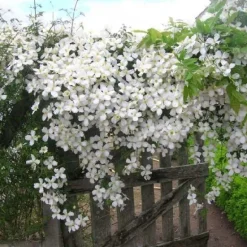 Clématite de printemps