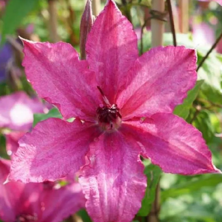 Clématite d'été "Barbara" Pot 3L