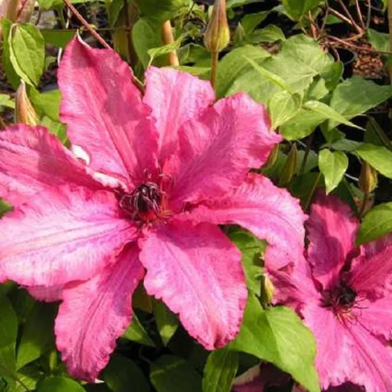 Clématite d'été "Barbara" Pot 3L