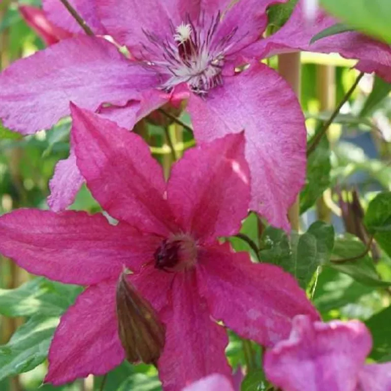Clématite d'été "Barbara" Pot 3L