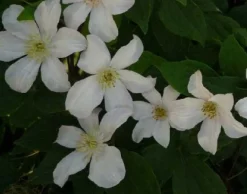 Clématite d'été 